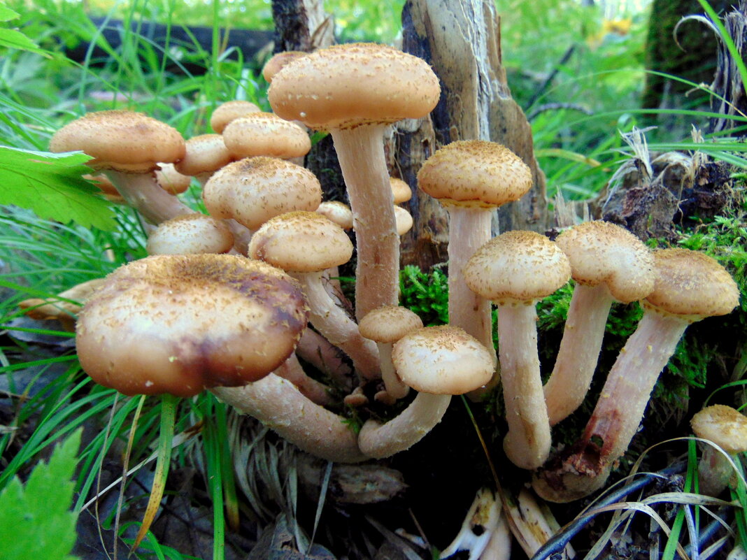 Опятки. - nadyasilyuk Вознюк Опятки. - nadyasilyuk Вознюк