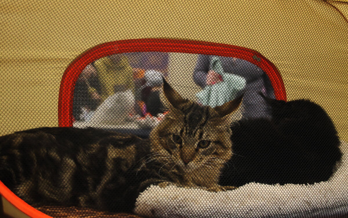 Да дайте же человеку поспать! - Tatiana Markova