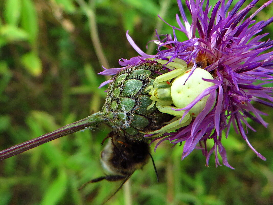 Misumena vatia — вид павуків-крабів з великого роду Misumena. - Ivan Vodonos