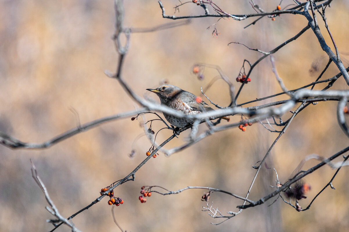 *** - Виктор Иванович Чернюк