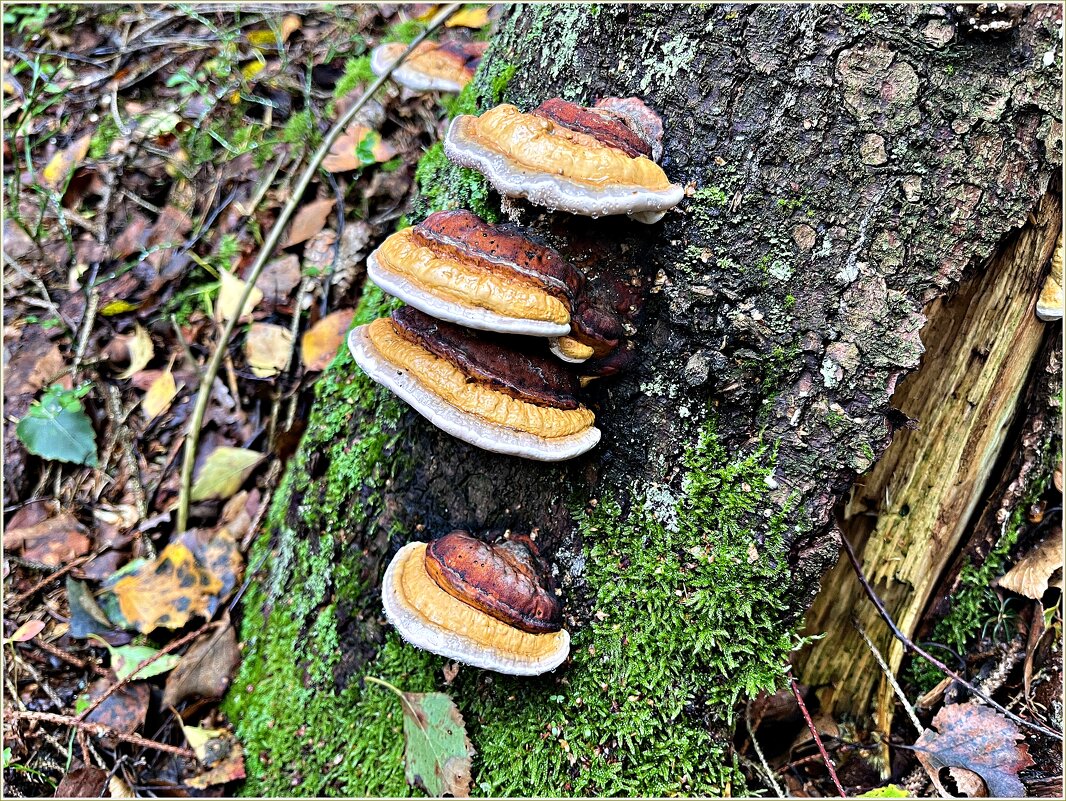 В лесу. - Валерия Комова