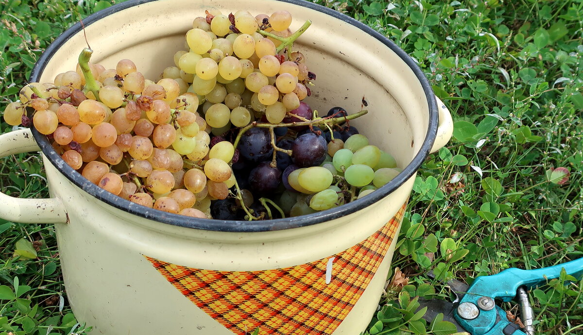 Скромный урожай 2022 года - Gen Vel Скромный урожай 2022 года - Gen Vel