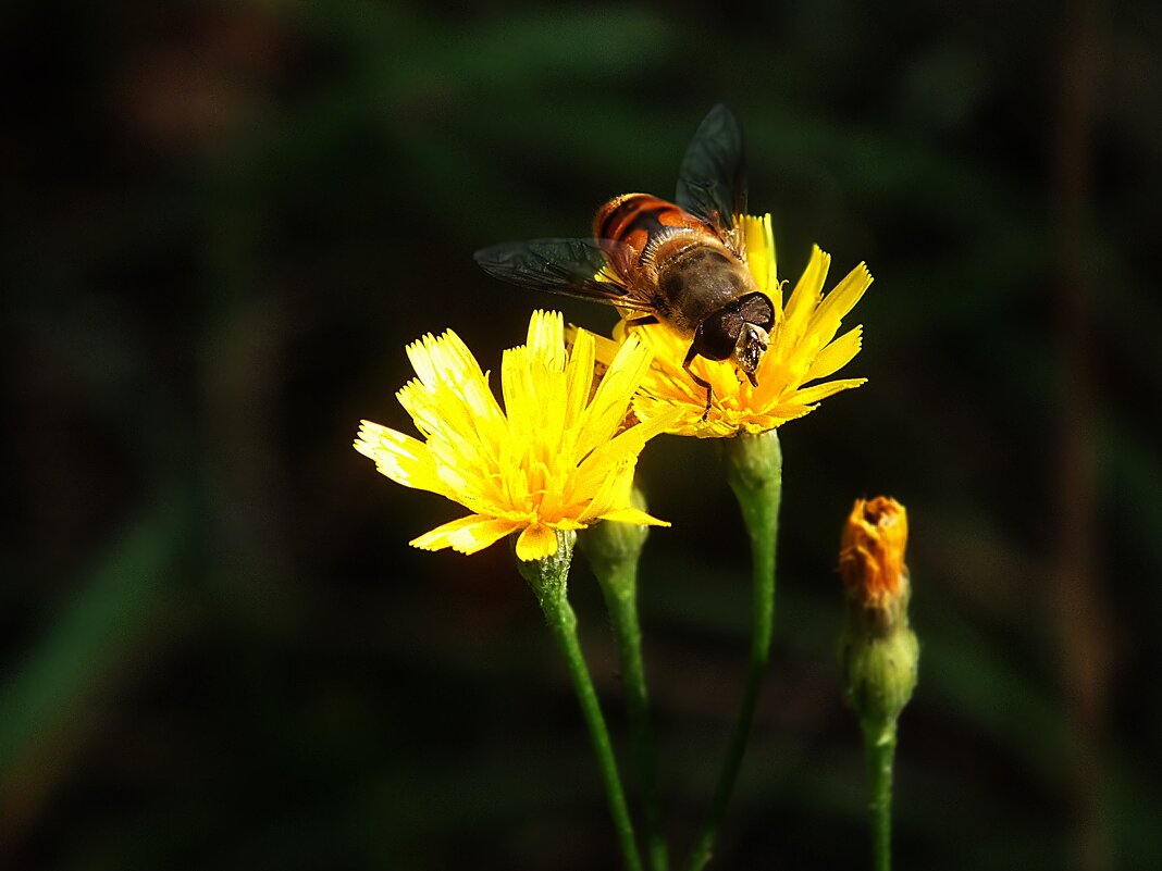муха журчалка - Зоя Мишина муха журчалка - Зоя Мишина