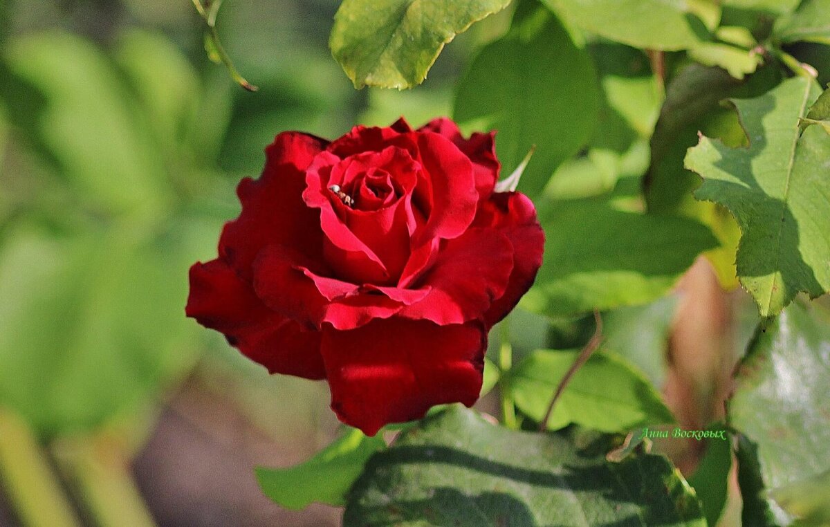 Красотка. - Восковых Анна Васильевна 