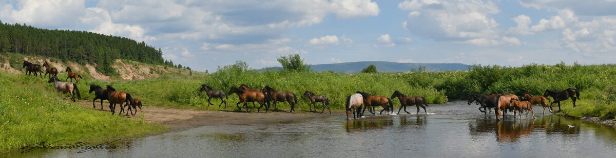 Табун уходит через реку - Сергей Шаврин Табун уходит через реку - Сергей Шаврин