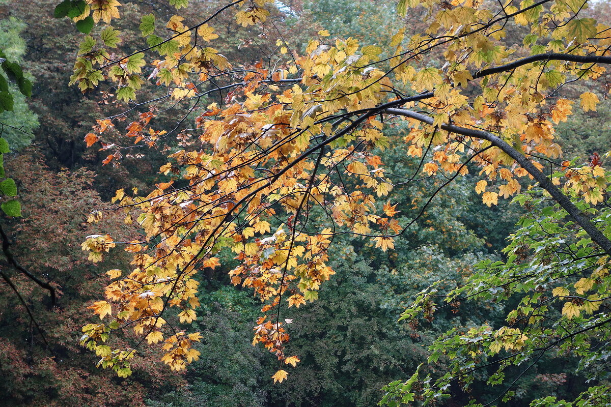 Осенние зарисовки - Маргарита Батырева Осенние зарисовки - Маргарита Батырева