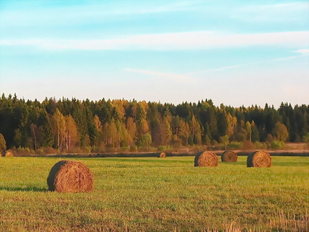 Осень в поле - Людмила Смородинская