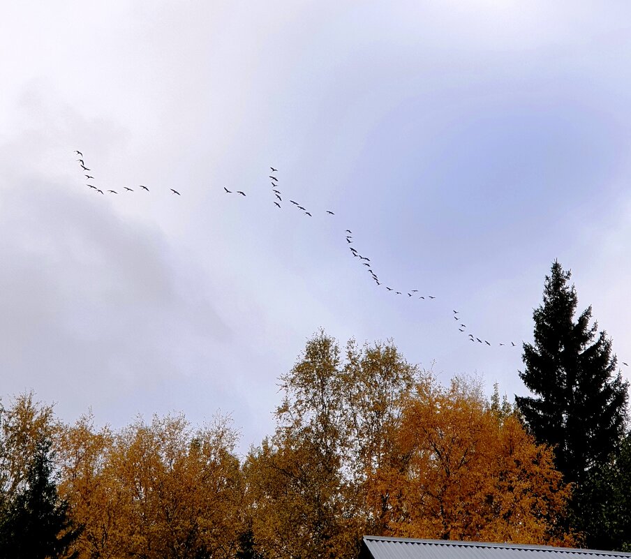 Летят перелетные птицы... - ГЕНРИХ Летят перелетные птицы... - ГЕНРИХ