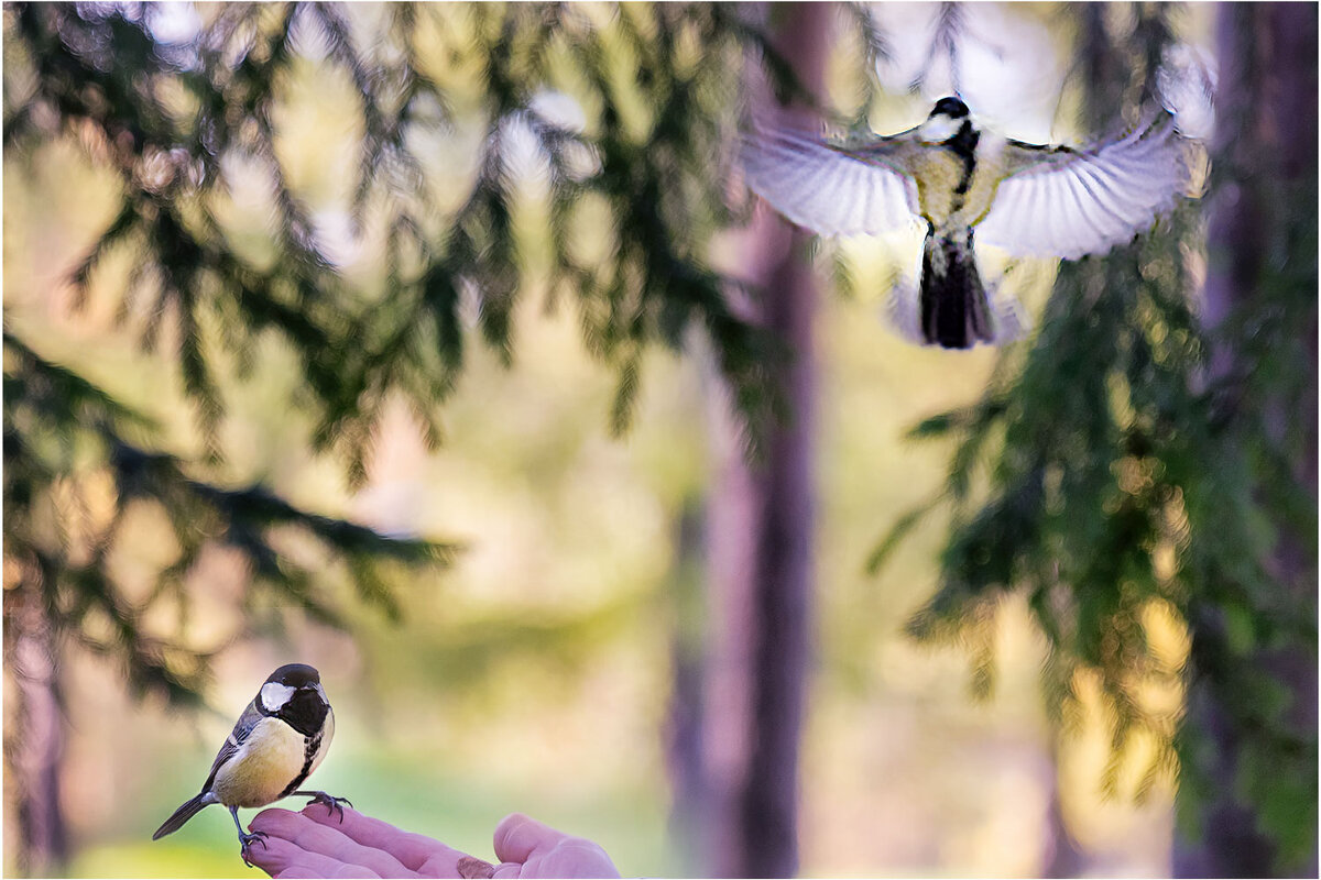 По следу В.Бодина - Анатолий ИМХО По следу В.Бодина - Анатолий ИМХО