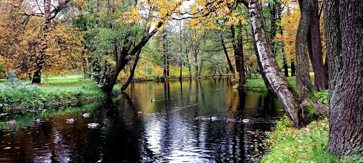 Осень.Парк Новознаменка - Елена Виноградова