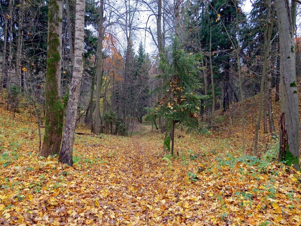 В осеннем парке - Вера Щукина