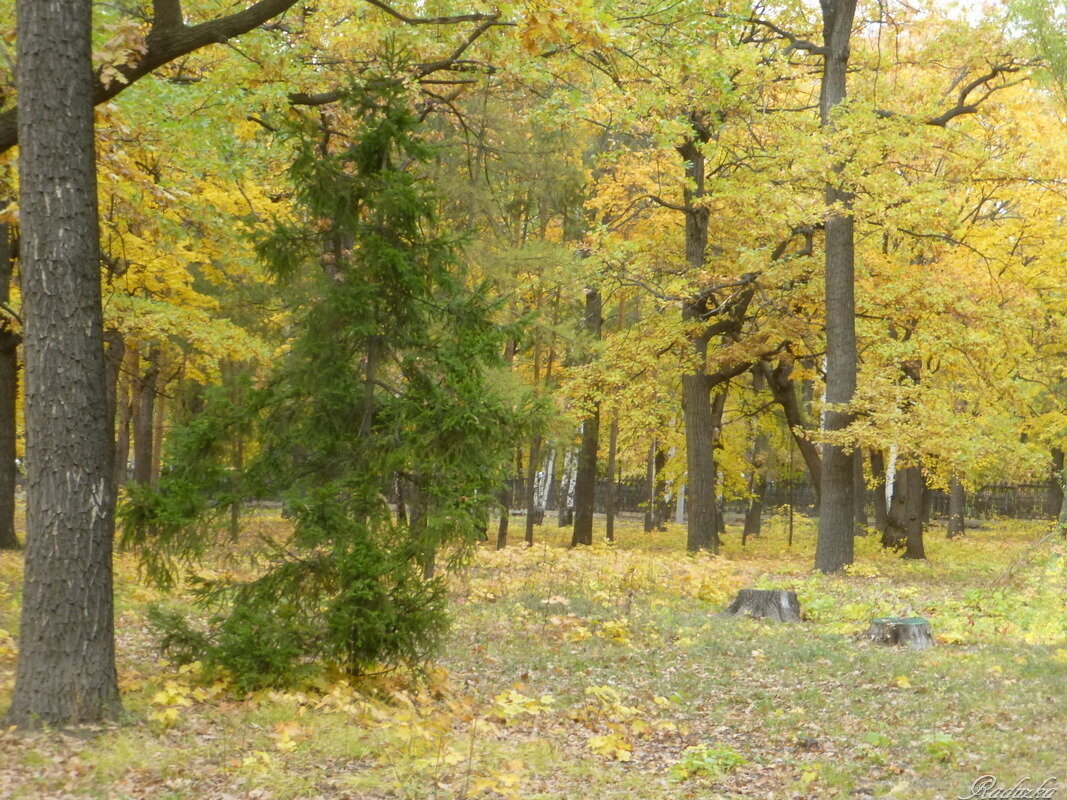 В парке осеннем... - Raduzka (Надежда Веркина)