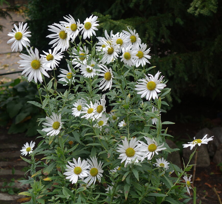 Ромашки - Маргарита Батырева Ромашки - Маргарита Батырева