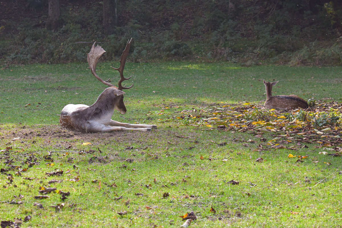 Пятнистый олень - Nina Streapan