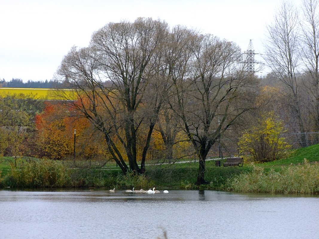 Лебяжий уголок - Сеня Белгородский Лебяжий уголок - Сеня Белгородский