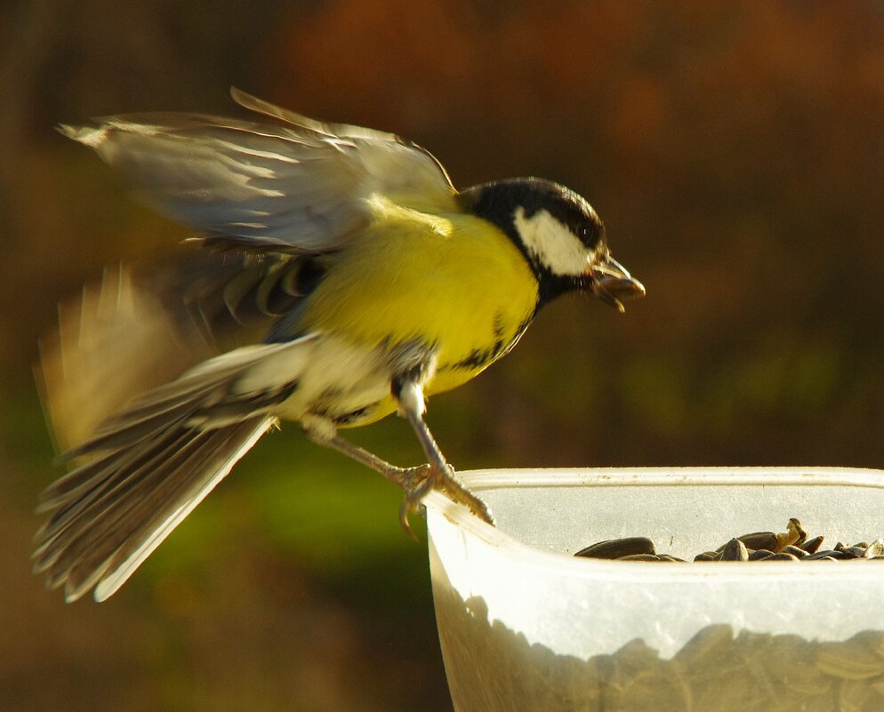 Схватила - и долой на дуб !.. - Юрий Куликов