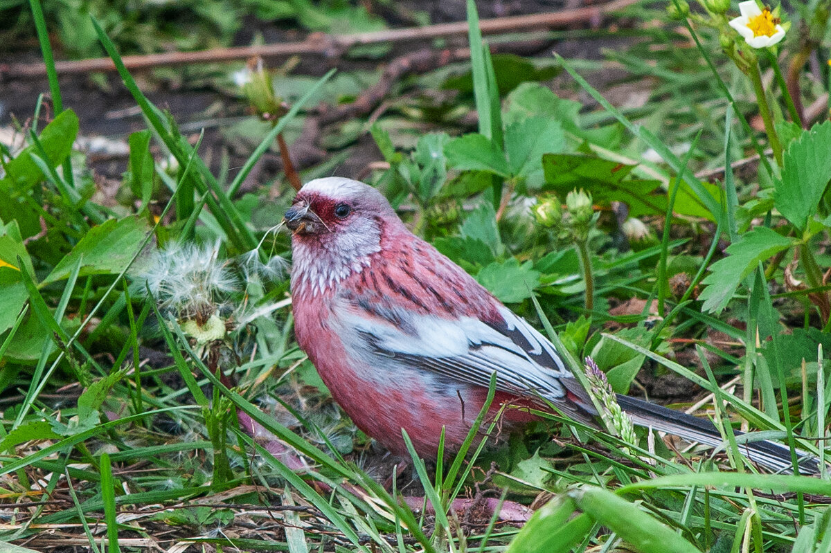 Урагус - Юрий Никитенко