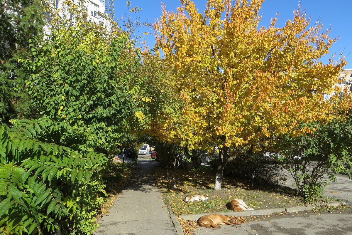 Загорелся золотом осенний абрикос - Татьяна Смоляниченко