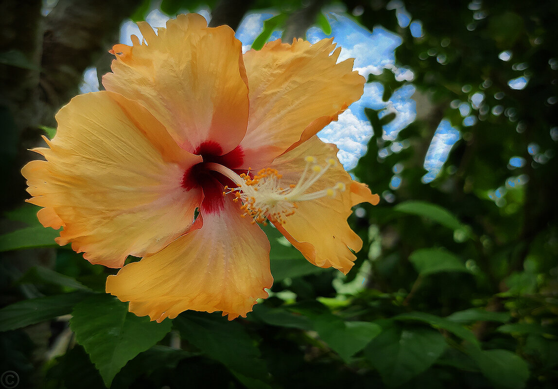 Красавец гибискус - Ольга Нагаева 