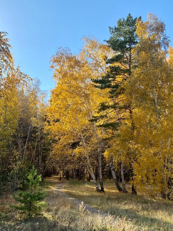 Осенние зарисовки - Нина Колгатина 