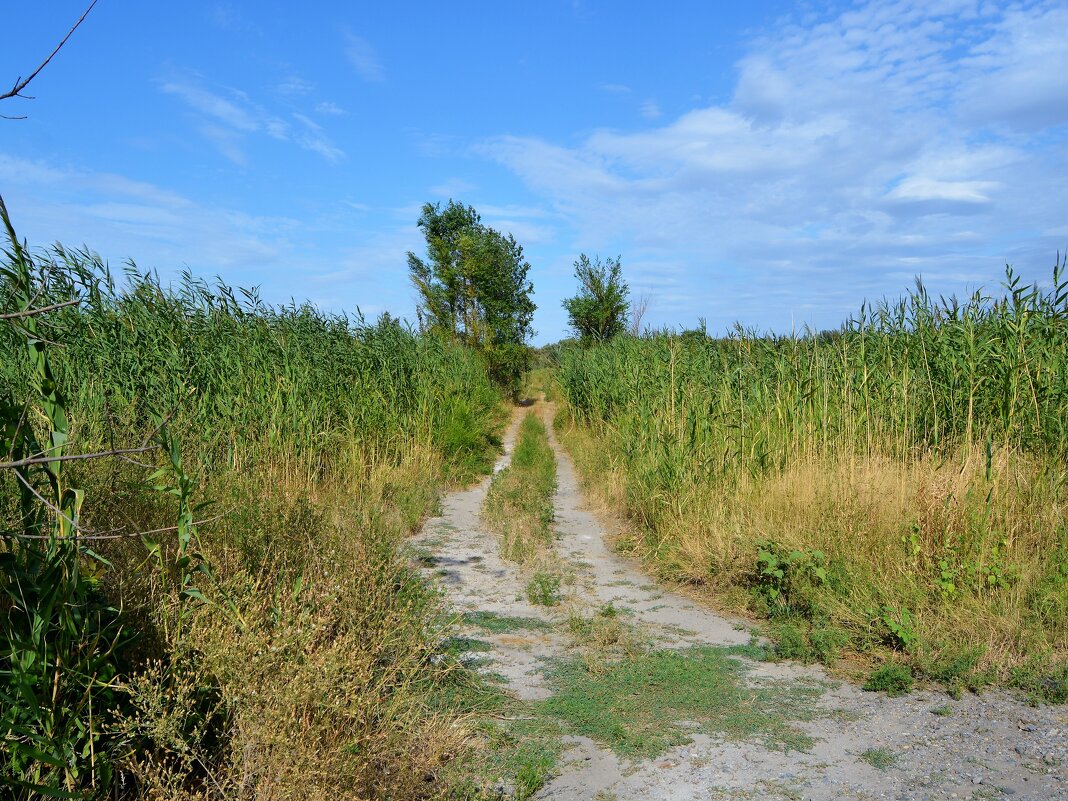 Ростов-на-Дону. Дорога в зарослях камыша на Зелёном острове. - Пётр Чернега Ростов-на-Дону. Дорога в зарослях камыша на Зелёном острове. - Пётр Чернега