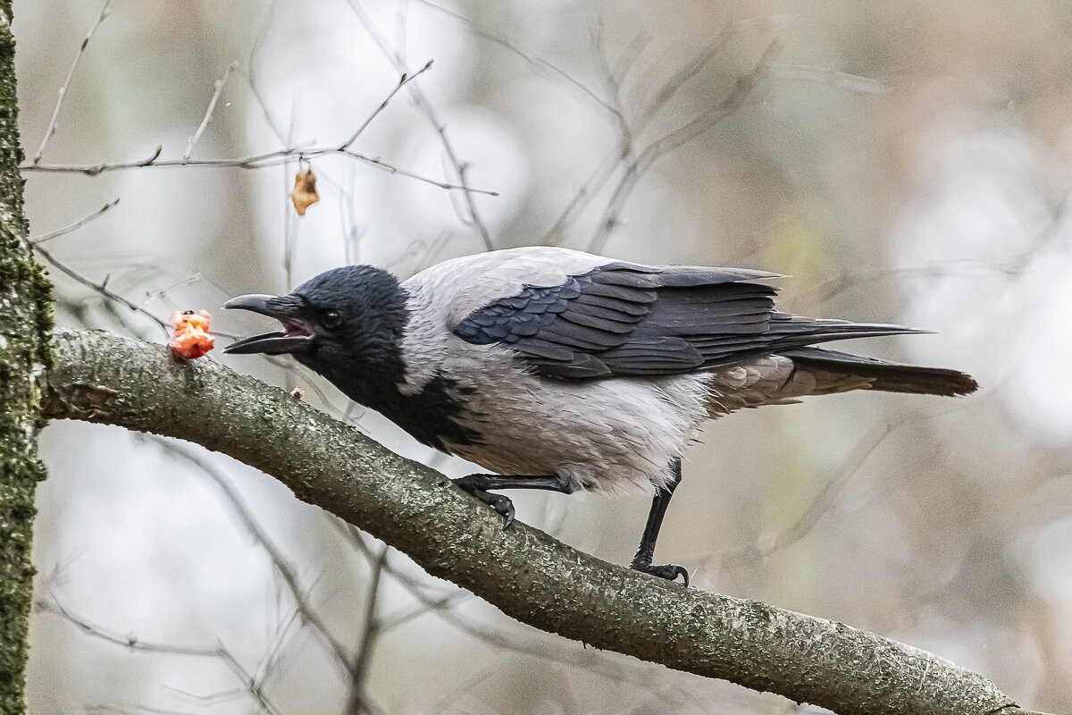 Вкусное яблочко - Анна Иларионова