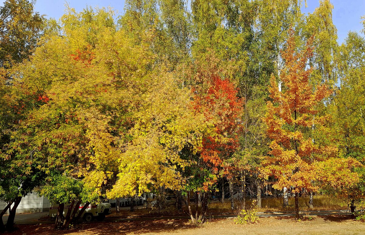 Краски ранней осени . Сентябрь . - Мила Бовкун Краски ранней осени . Сентябрь . - Мила Бовкун
