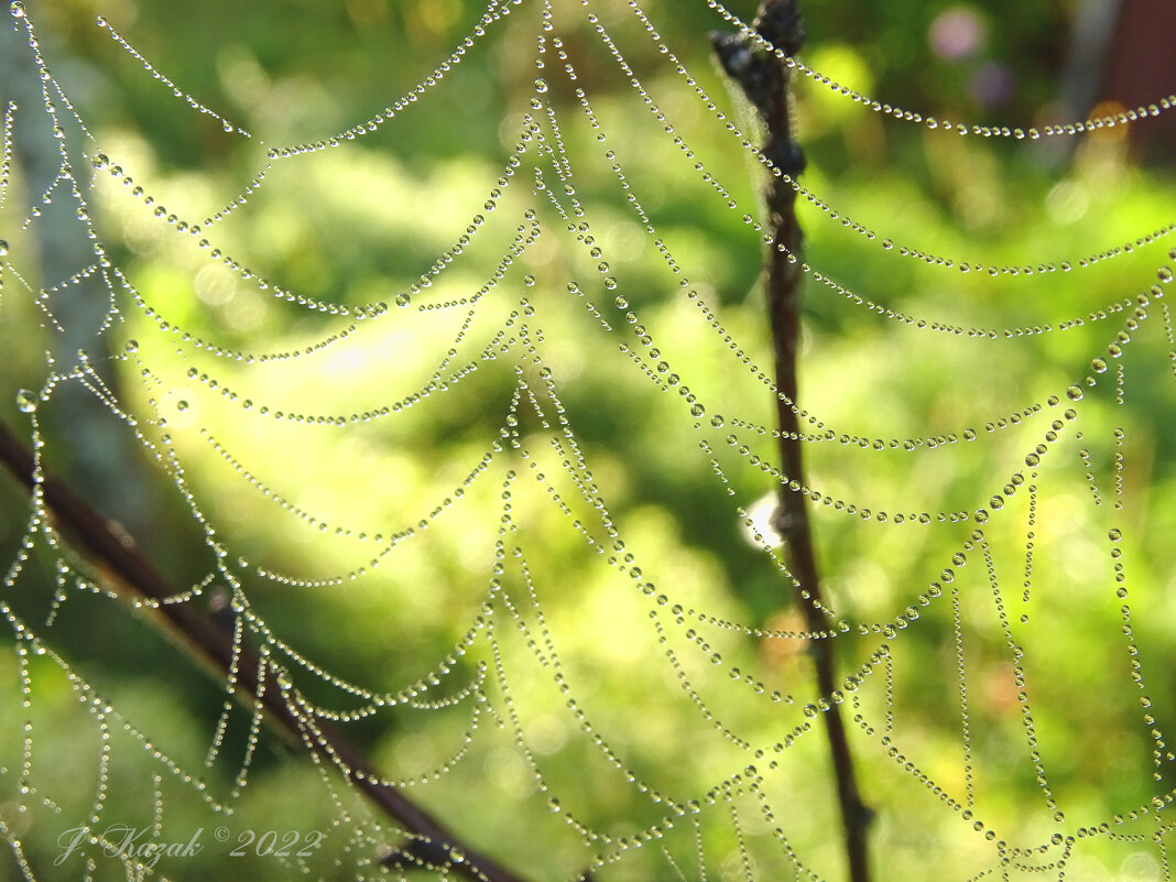 *** - Елена Kазак (selena1965) *** - Елена Kазак (selena1965)