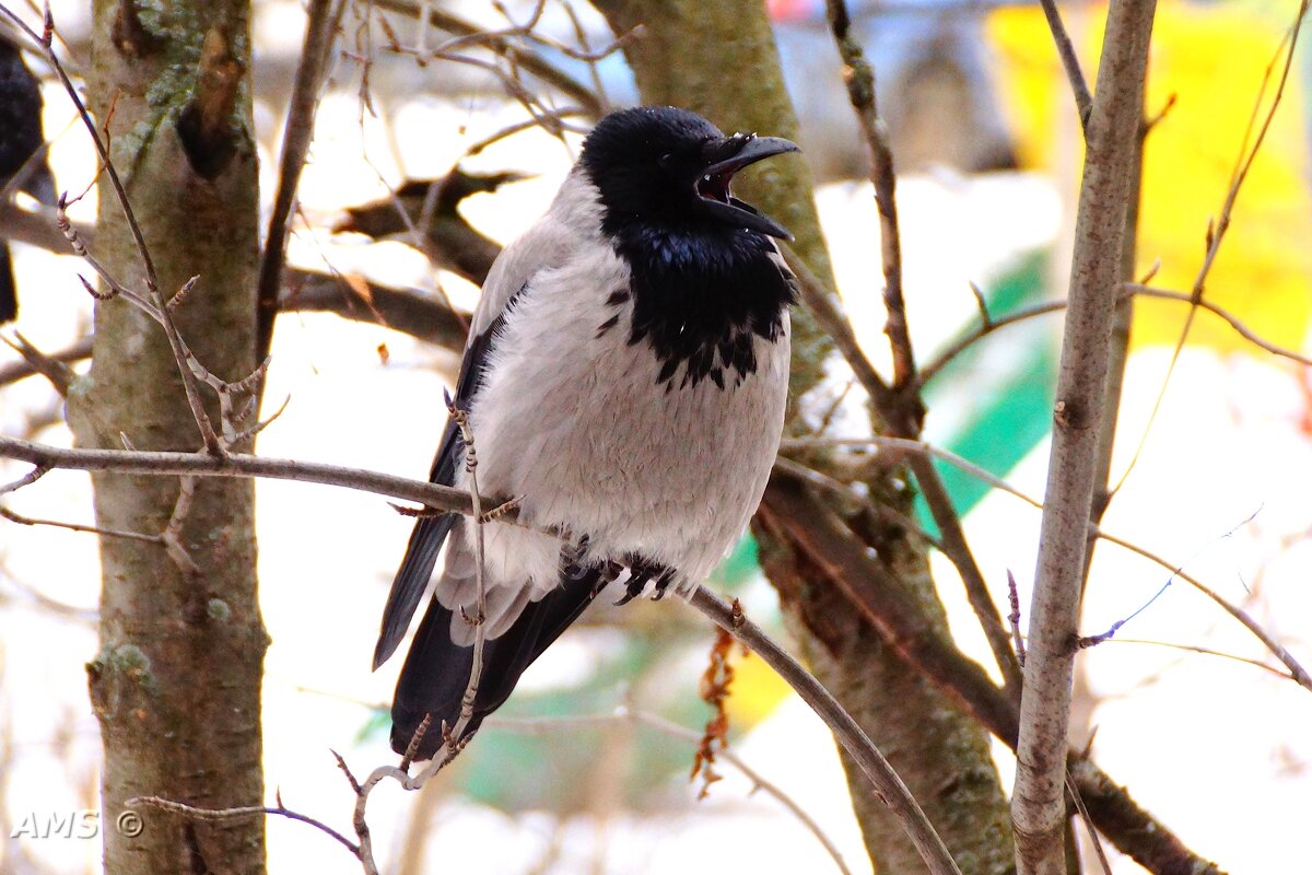 Нахалюга - kolyeretka Нахалюга - kolyeretka