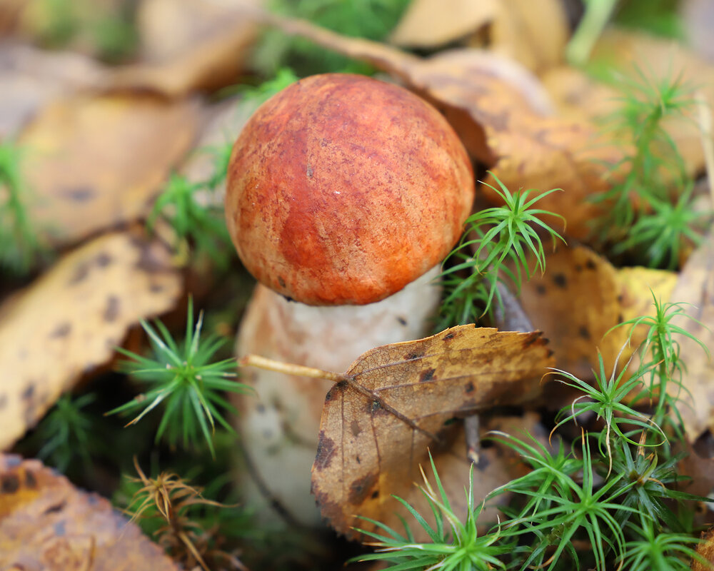 Подосиновик - краснов юрий 