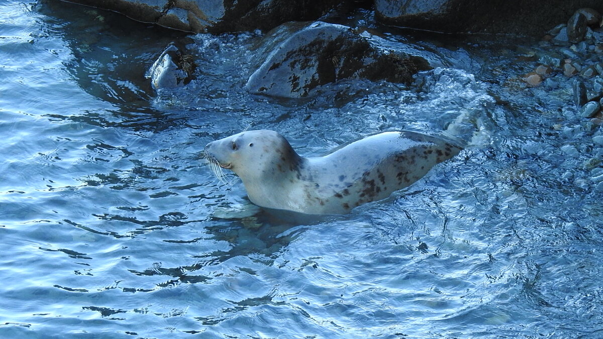 Малыш - Natalia Harries
