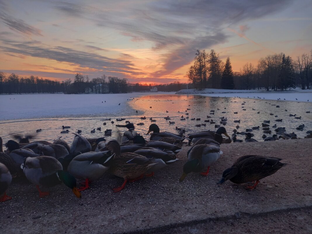 Утки на закате - Сапсан 