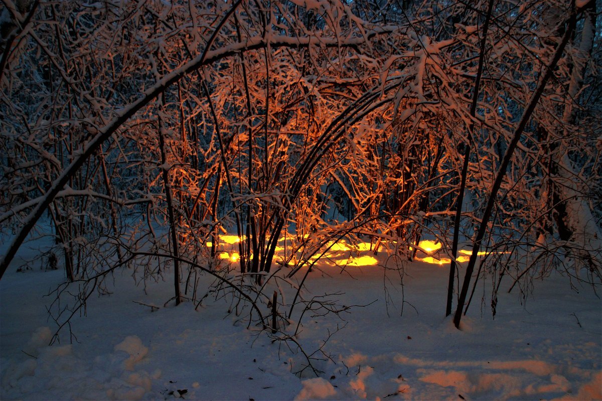В мой лес Волшебный,пришла зима. - Василий Капитанов В мой лес Волшебный,пришла зима. - Василий Капитанов