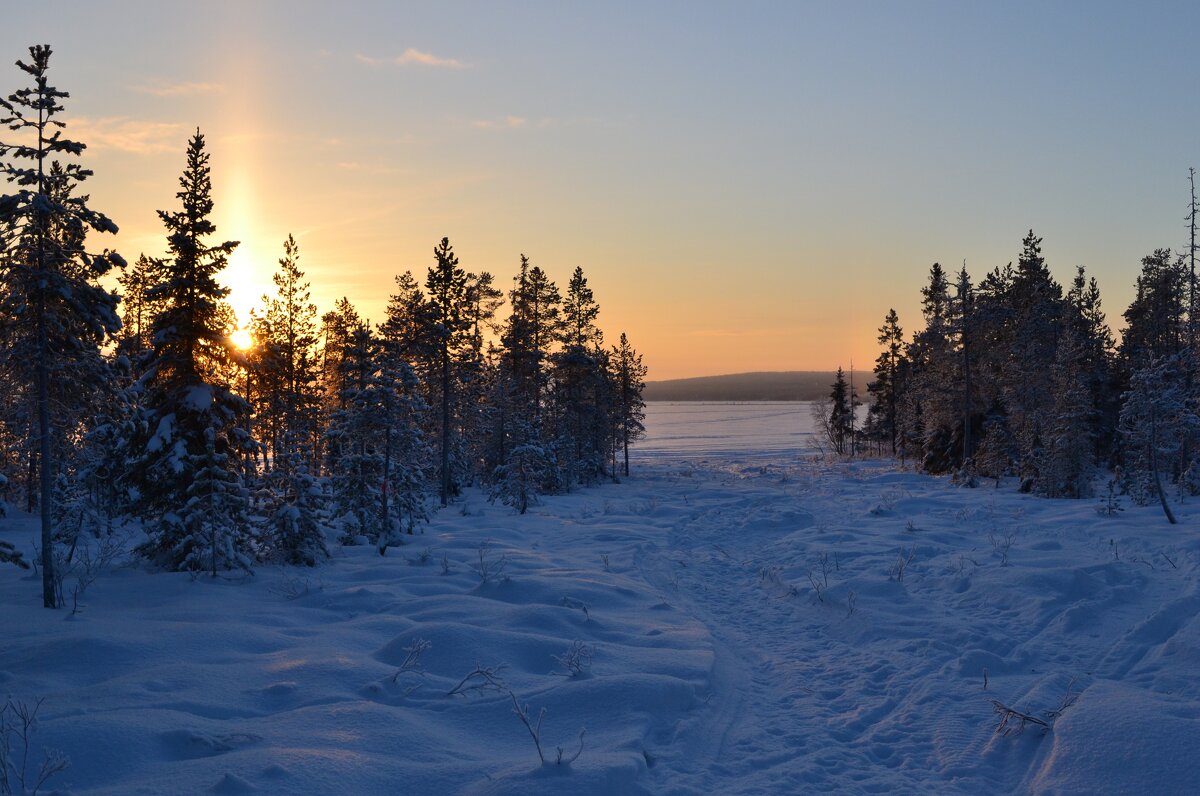 Прогулки по зимнему лесу - Ольга 