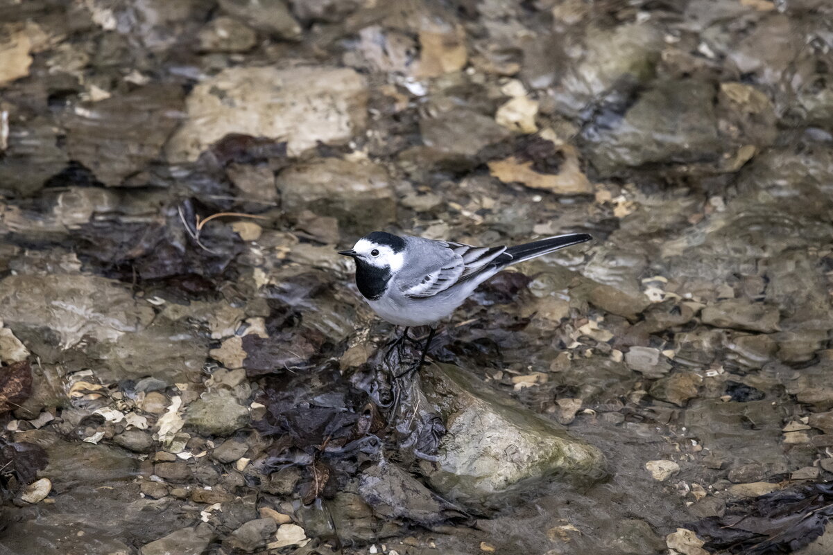 путешествие на кавказ.кисловодск.обычная трясогуска. - юрий макаров