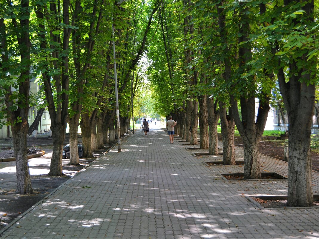 Батайск. Каштановая аллея парка Авиагородка. - Пётр Чернега