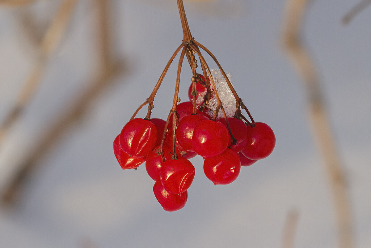 Калина. - Виктор Шпаков Калина. - Виктор Шпаков