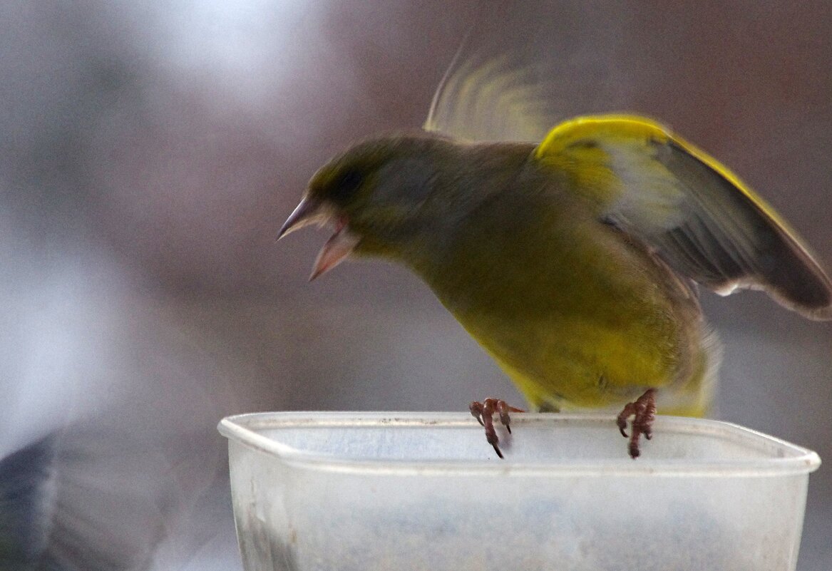 Не стыдно - обижать маленький !.. - Юрий Куликов