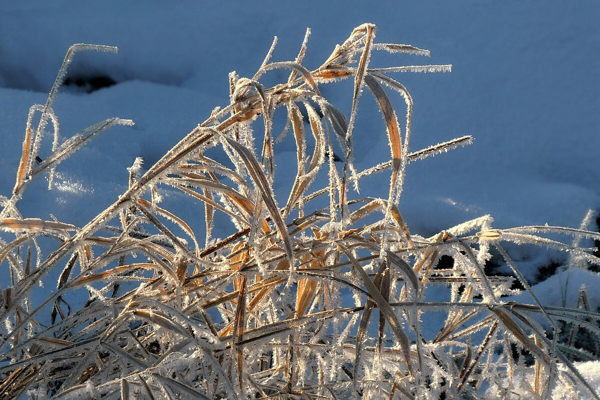 В инее... - Владимир Шошин В инее... - Владимир Шошин