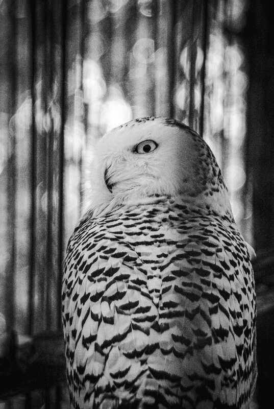 *** - Елена Берсенёва