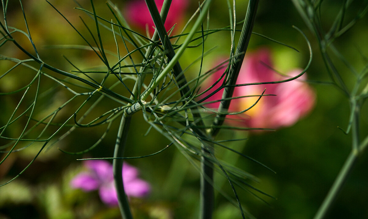 Укропчик - Галина Лубянникова Укропчик - Галина Лубянникова