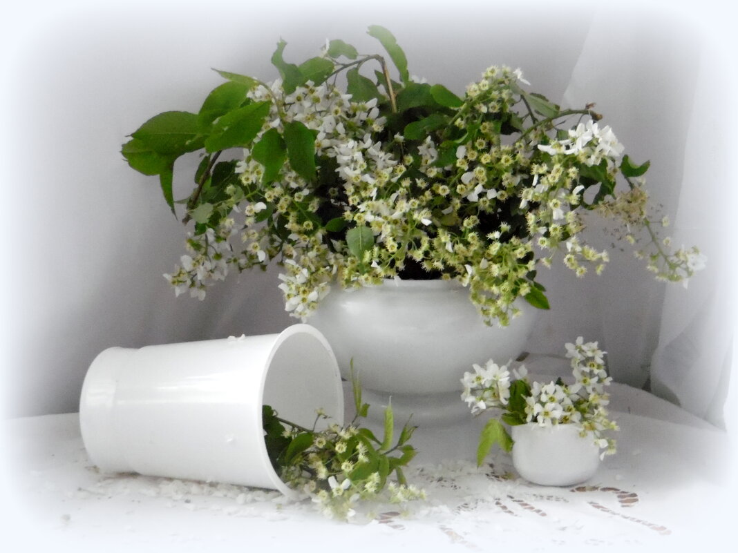 Осыпается черёмухи букет. - nadyasilyuk Вознюк Осыпается черёмухи букет. - nadyasilyuk Вознюк