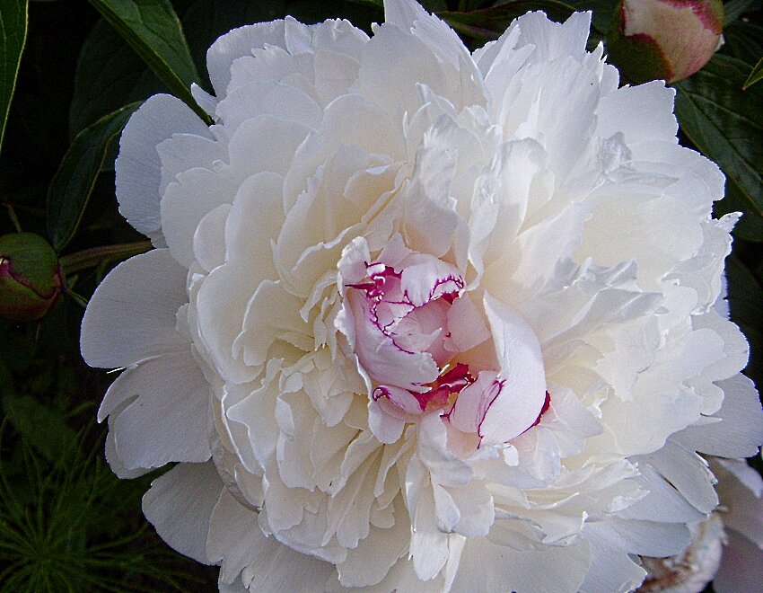 Женственность. - Галина Кузьмина