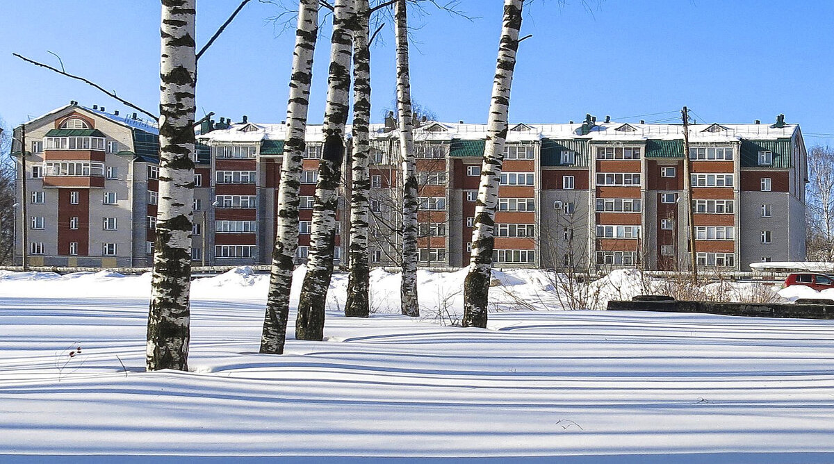 Городские березы - Александр Семенов