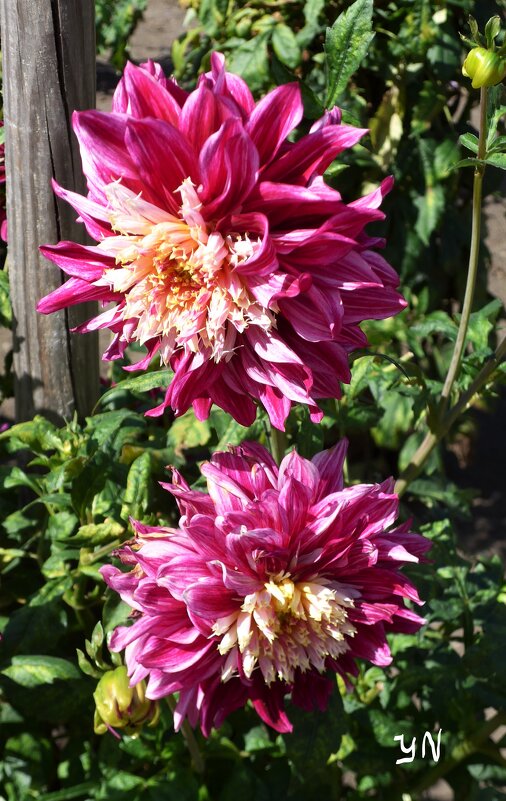 Георгины - Nina Yudicheva