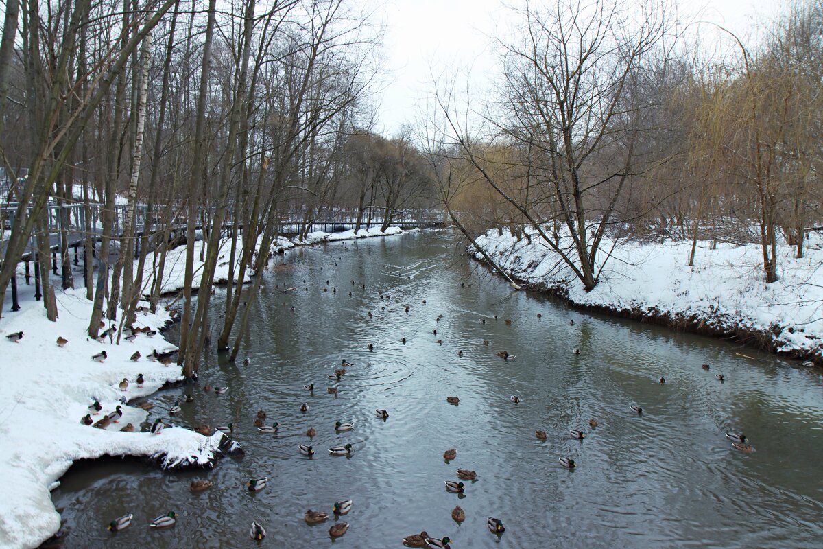 Утиная флотилия. - веселов михаил 