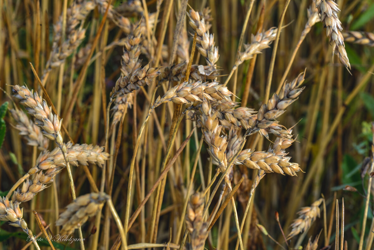 С урожаем - Василий Колобзаров