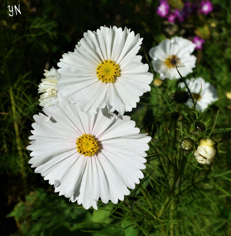 Космеи - Nina Yudicheva