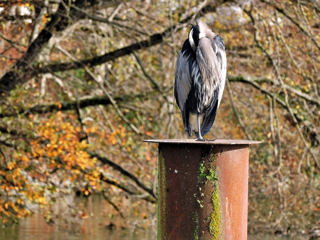 спрятался - Vlad Dega aka Sashka Х