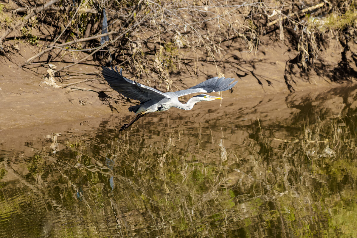 "Фазы полета" Большая серая цапля. - Alexander Amromin "Фазы полета" Большая серая цапля. - Alexander Amromin